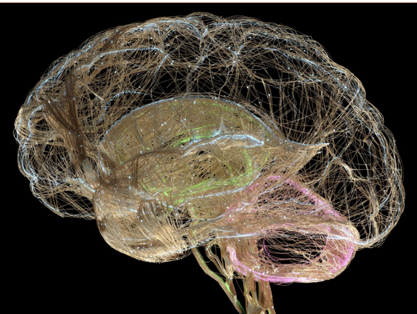 Gene expression heatmap overlaid on brain tissue